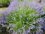 Purple Flowering Herbs