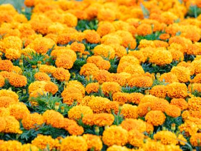 Field Of Yellow Full Sun Flowers