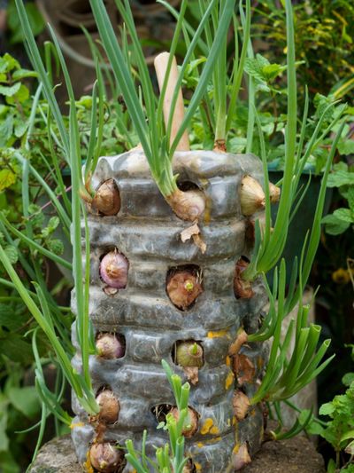 How To Grow A Vertical Onion Garden, How To Make A Vertical Garden Using Plastic Bottles