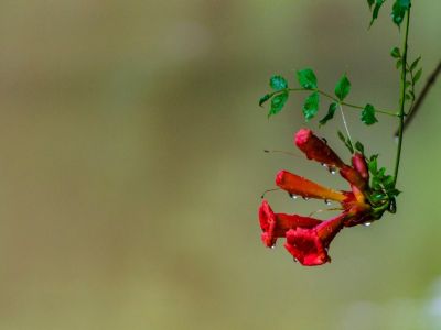 Water Droplets On Red Flowering Trumpet Vine