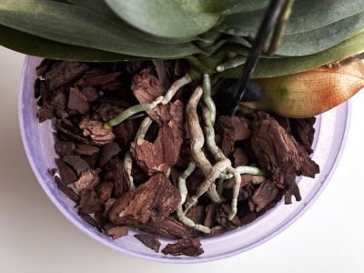 Aerial Roots On Potted Houseplant