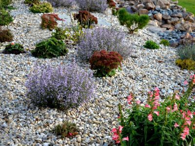 A Gravel Garden With Plants  Flowers  And Rocks