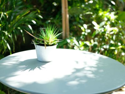 Potted Outdoor Houseplant