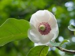 White Flowered Oyama Magnolia Tree