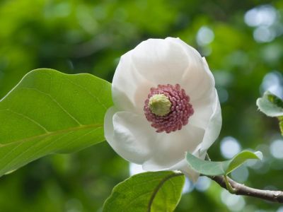 White Flowered Oyama Magnolia Tree