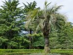 Large Pindo Palm Tree