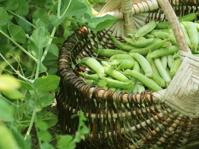 Harvest Of Peas In A Basket In The Garden