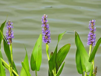 Purple Flowering Emergent Plants Near A Pond