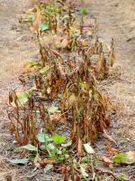 Plants Damaged By Herbicide