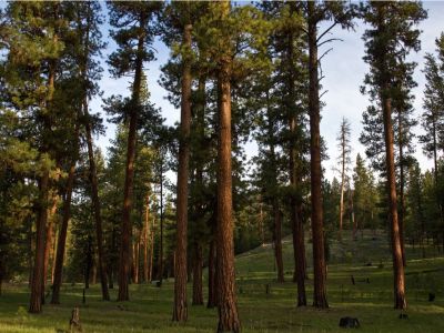 Ponderosa Pine Trees In The Forest