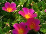 Bright Colored Jamaican Bell Flowers