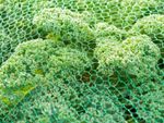 Green Protection Net Over Kale Plants