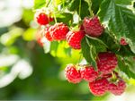 Raspberry Bush Full Of Berries
