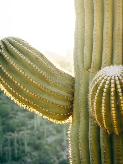 Sap Leaking From A Cactus Plant