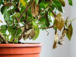 Dry Damaged Houseplant With Brown Leaves
