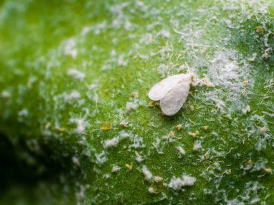 Whitefly Insects On Plants In The Garden