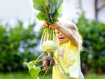 A Child Harvesting A Kohlrabi Plant