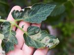 Leaves Infected With Phytophthora