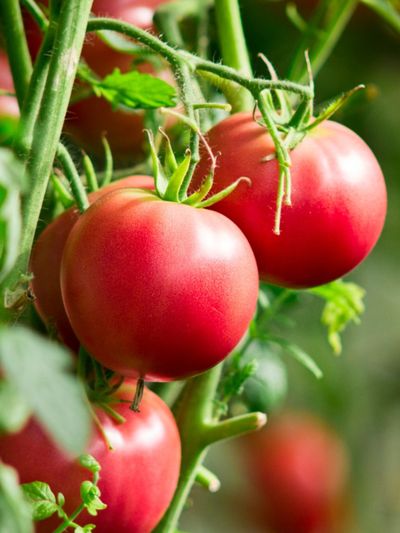 Red Tomato Plants