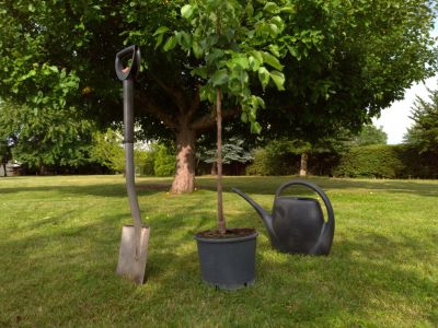 A Potted Tree And Shovel On The Lawn