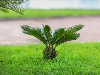 Manganese Deficiency In Sagos Palm