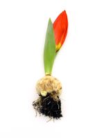 Uprooted Tulip Flower With Bulb