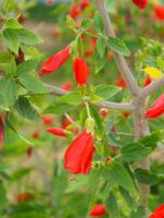 Red Flowering Wax Mallow Plant