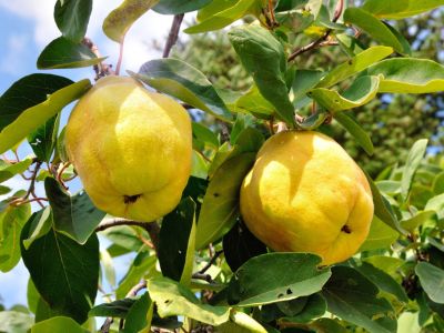 Quince Tree With Yellow Fruit