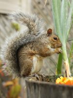 A Squirrel In A Potted Plant