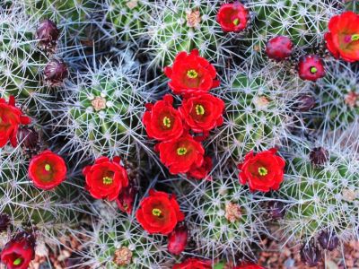 Red Flowering Claret Cup Cactus Plants