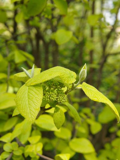 Green Variegated Leaf Viburnums