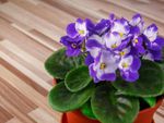White-Purple Flowered Indoor Plant