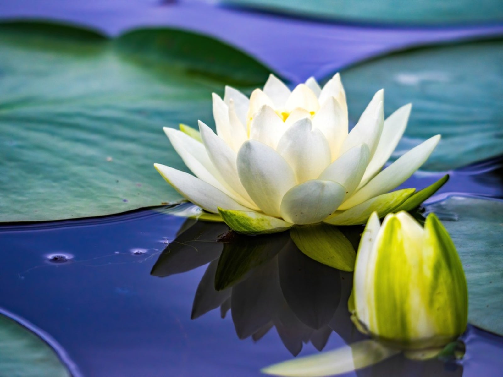 Water Lily Plants How To Grow A Water Lily