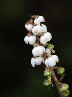 Tiny White Flowering Wild Pyrola Plant