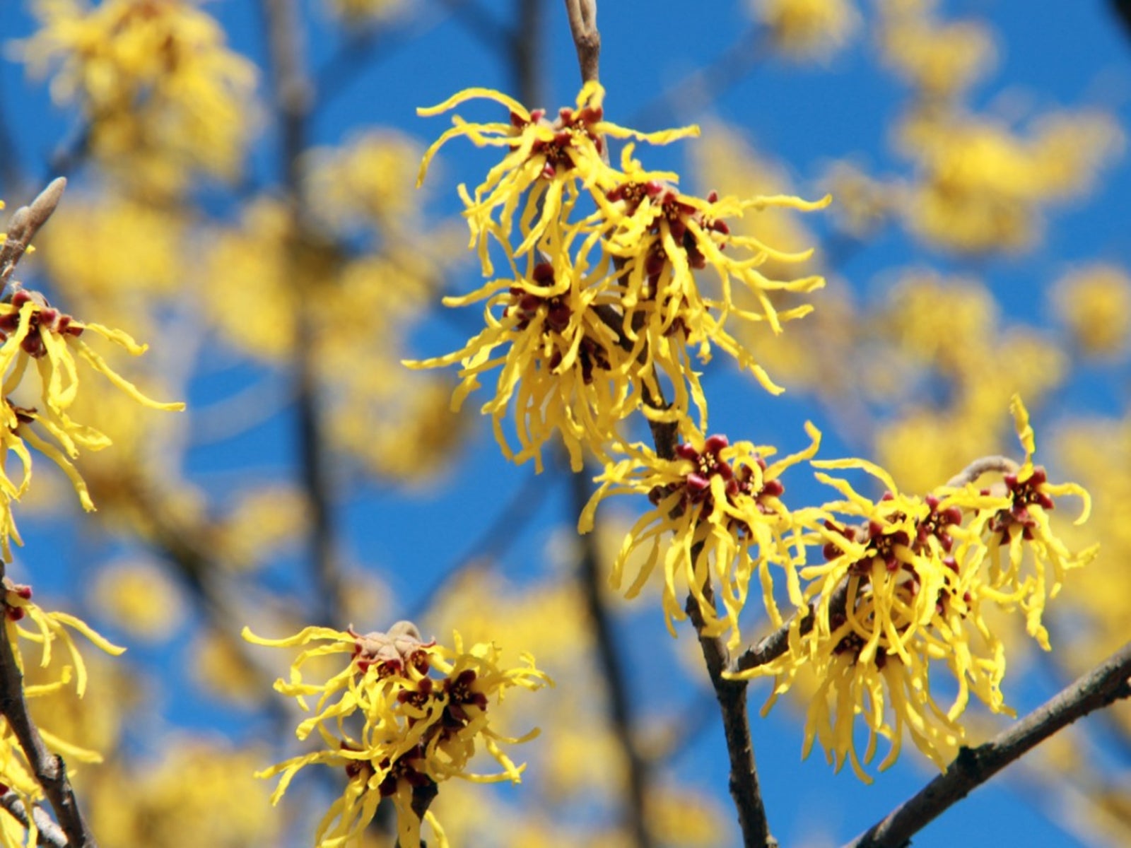 witch hazel bush care: information on witch hazel growing requirements