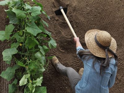 Gardener Tilling Soil In The Garden