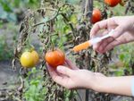 Gardener Injecting Tomato Plant Effected By Verticillium Wilt