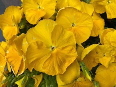 Bright Yellow Annual Flowers