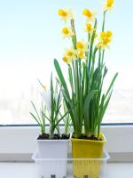 Indoor Potted Yellow And White Daffodils On A Windowsill