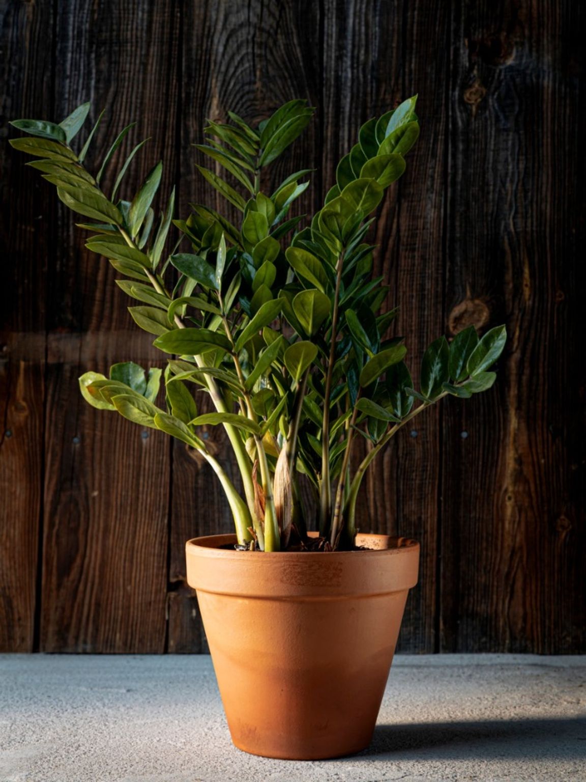 Shade Plants For Inside - Indoor Tropical Plants For Shade