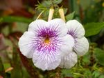 White-Purple Achimenes Magic Flowers