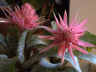 Pink Flowering Urn Houseplant