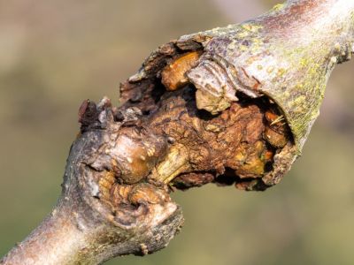 Canker On A Fruit Tree Branch