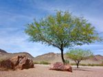 Large Mesquite Trees In The Desert