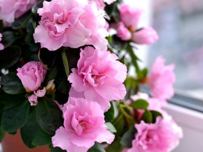 Pink Flowering Houseplant