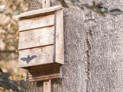 Wooden Bat House On A Tree