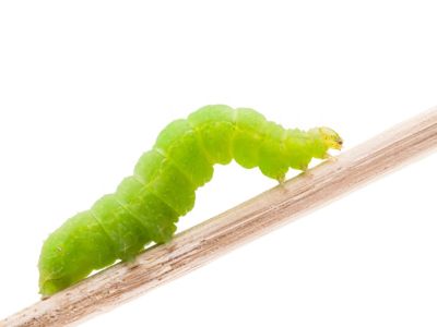 A Green Fruitworm