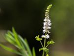 Tiny White Flowering Black Cohosh Plant