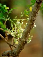 Moringa Tree Flowering