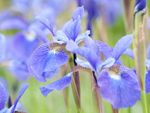 Iris Borer Damage To Iris Flowers